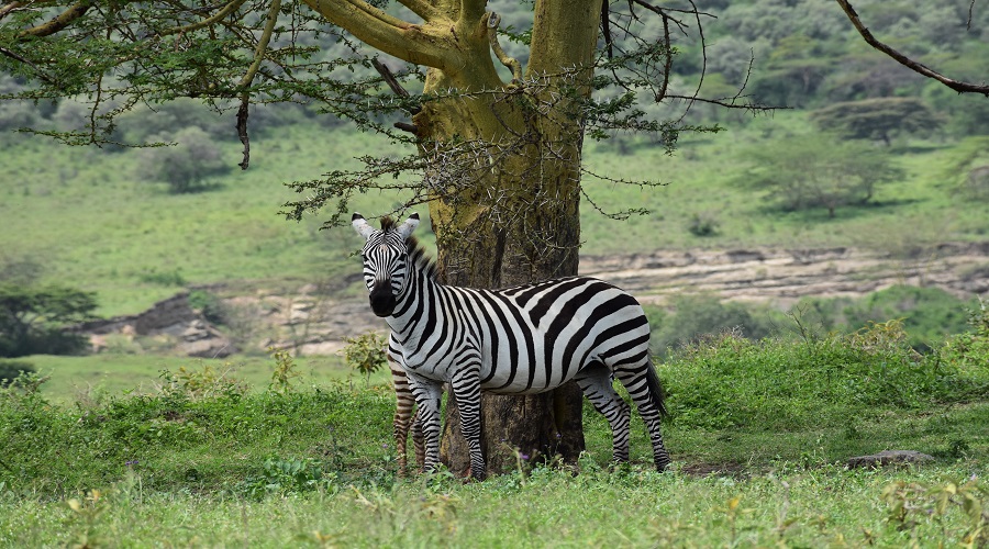 Guided Tanzania Safari Tours for Wildlife Enthusiasts